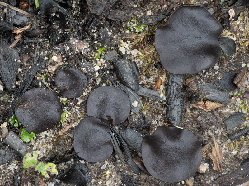 Plicaria trachycarpa